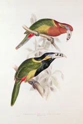 Gefleckter Schnabelarassari, 19. Jahrhundert (Farblithographie)